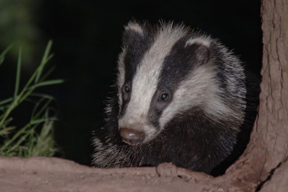 Spiritual meaning badger