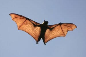 Spirit animal bat