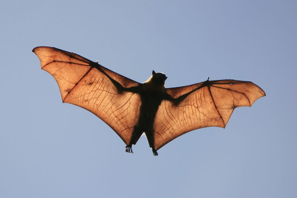 Spirit animal bat