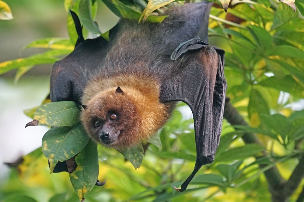 Spirit animal bat