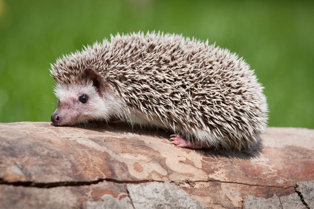 spiritual meaning hedgehog