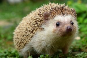Spirit animal hedgehog