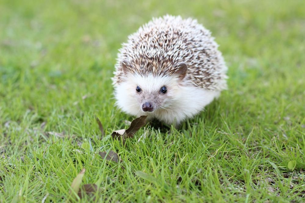 spiritual meaning hedgehog