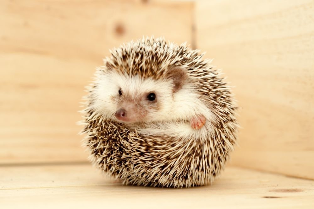 spiritual meaning hedgehog