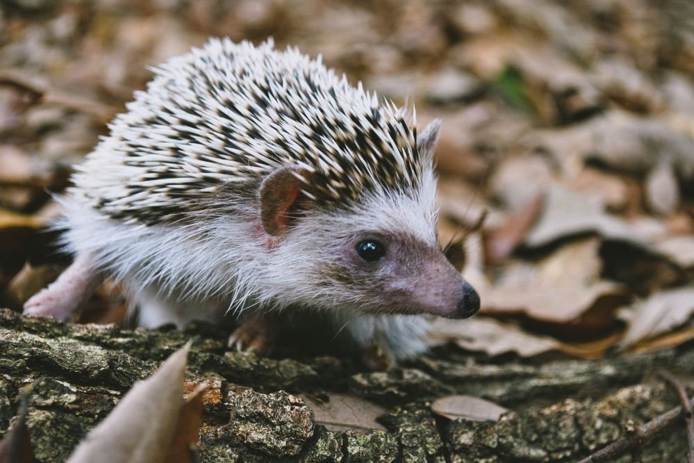 Spirit animal hedgehog