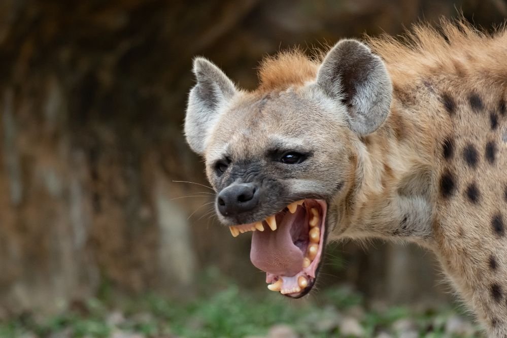 Spirit animal hyena