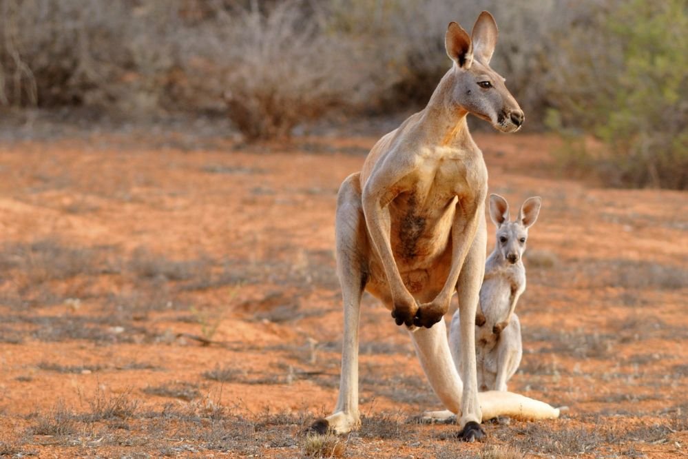 Spirit animal kangaroo