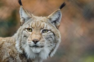 Spirit animal lynx