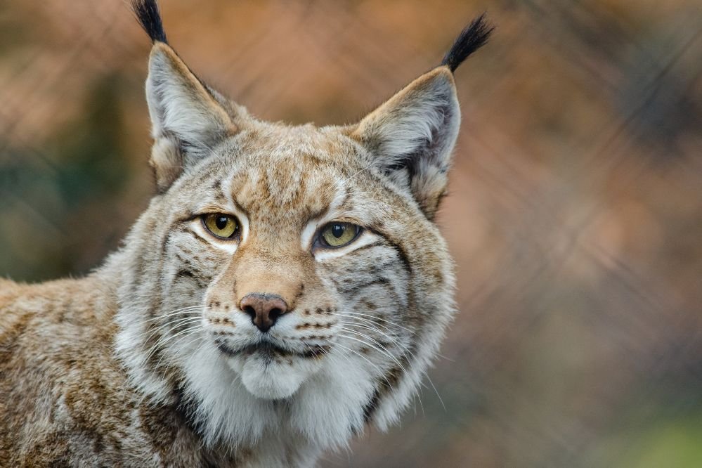 Spirit animal lynx