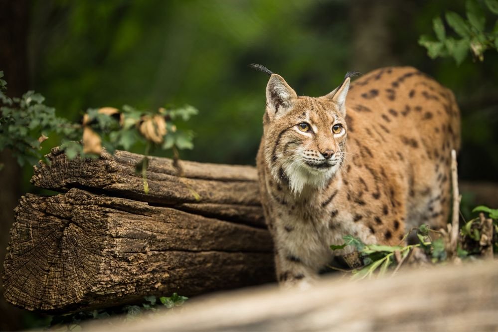 Spirit animal lynx