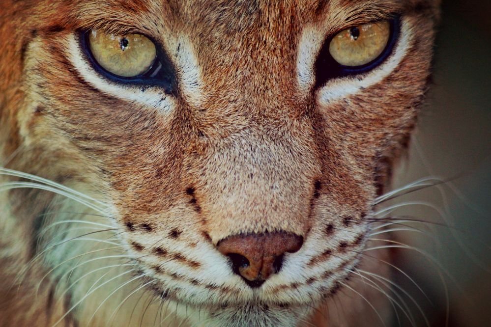 Spiritual meaning of the lynx