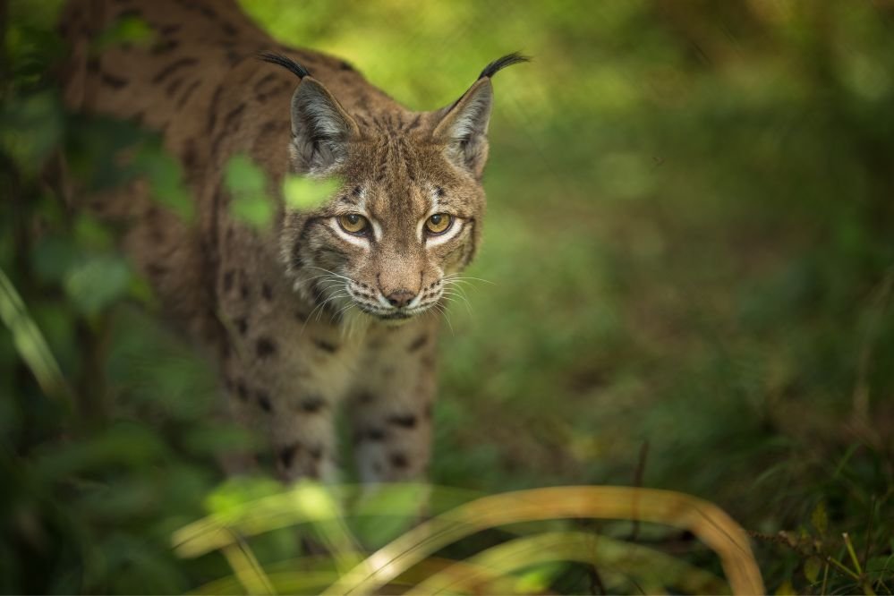 Spiritual meaning of the lynx