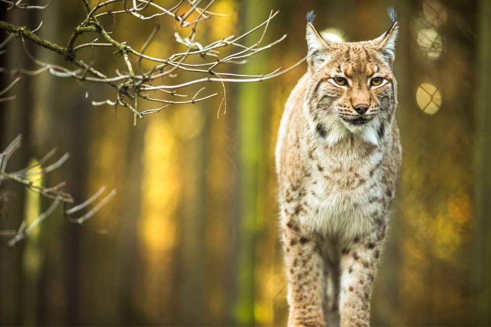 Spiritual meaning of the lynx