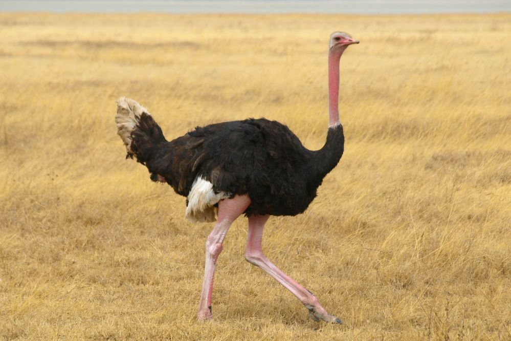 Spirit animal ostrich