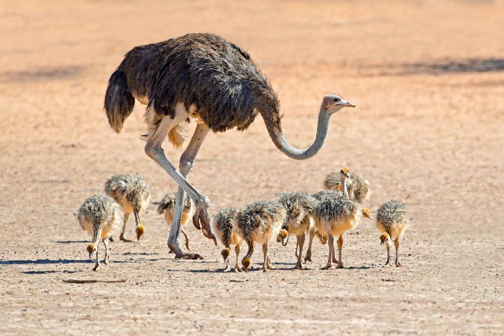 Spiritual meaning ostrich