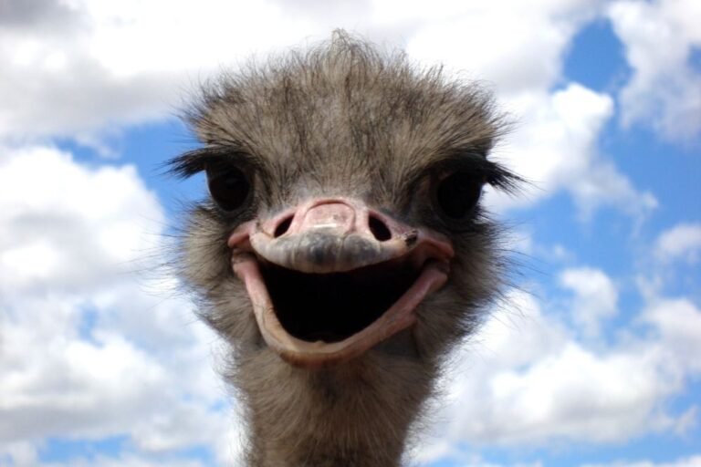 Spirit animal ostrich