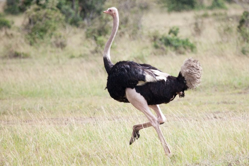 Spiritual meaning ostrich