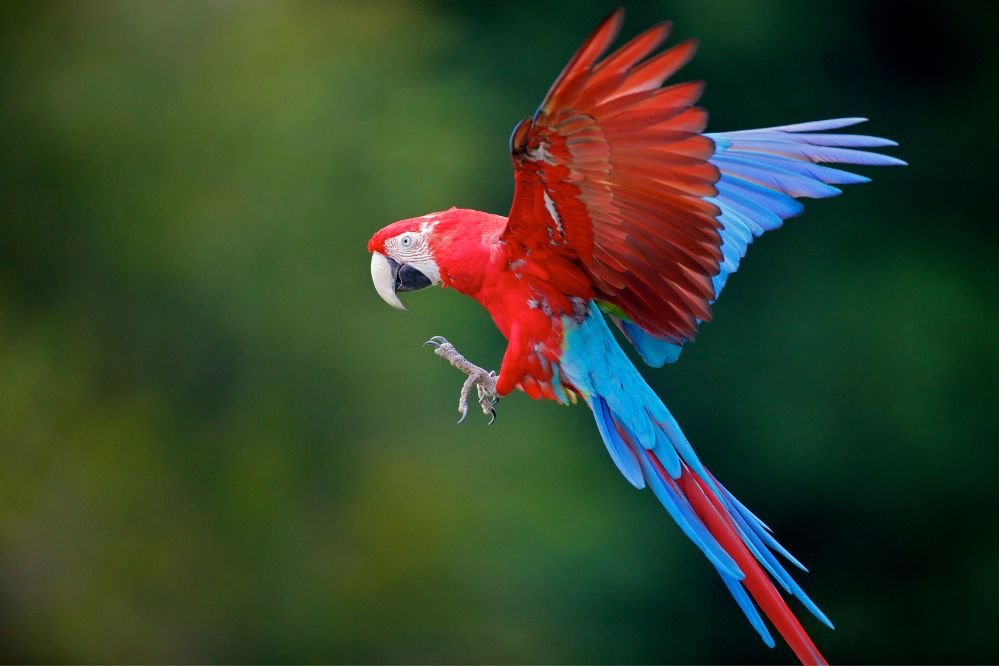 Spiritual meaning parrot