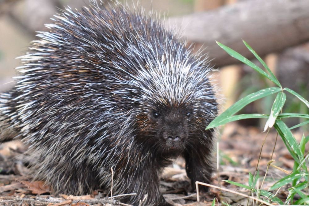 Spirit animal porcupine