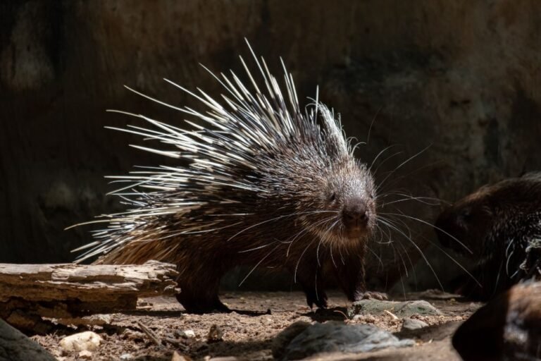 Spirit animal porcupine