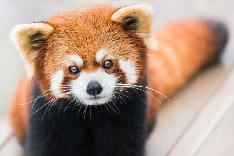 Spirit animal red panda