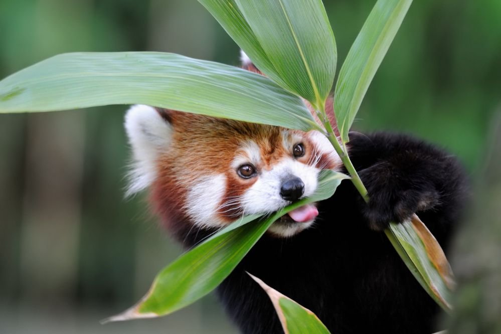 Spirit animal red panda