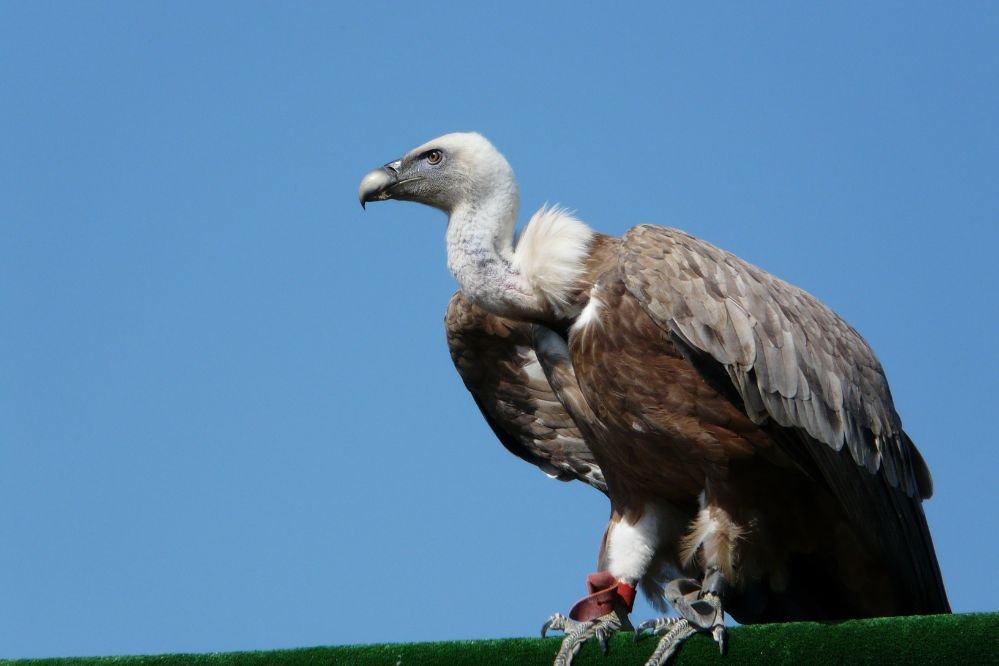 Spiritual meaning vulture