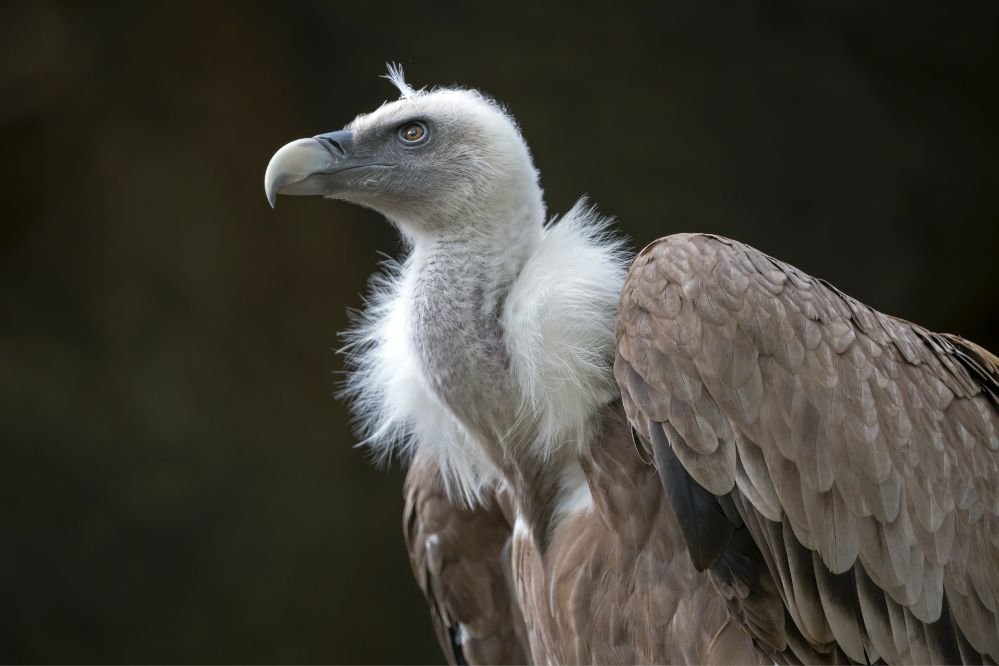 Spirit animal vulture