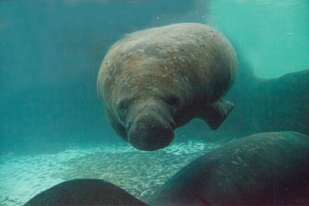 Spirit animal manatee