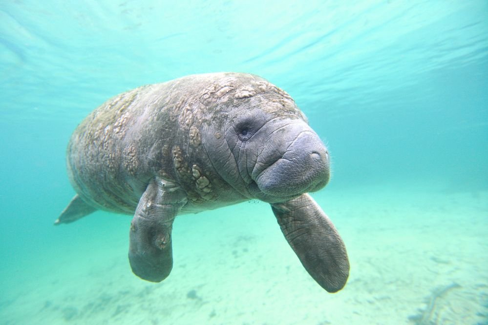 Spirit animal manatee