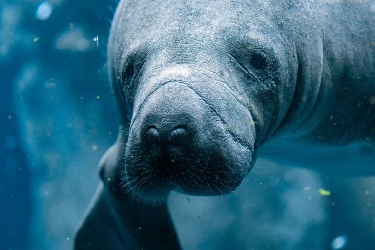 Spirit animal manatee