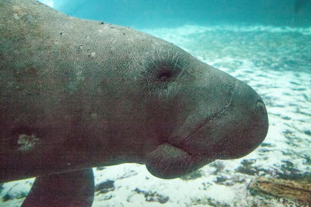 Spiritual meaning Manatee