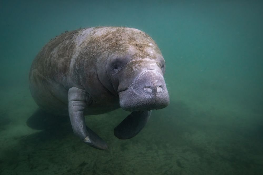 Spiritual meaning Manatee