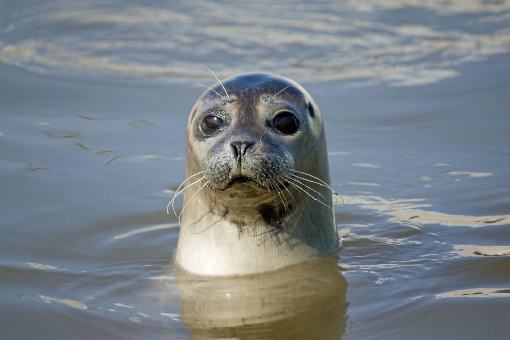 Spiritual meaning seal