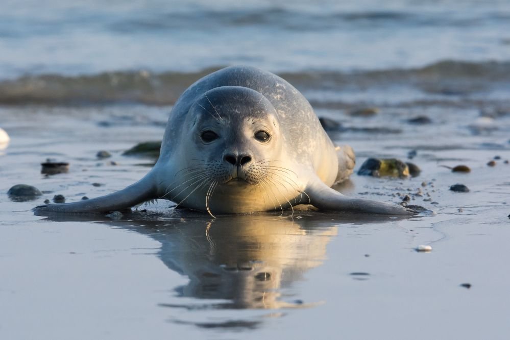 Spiritual meaning seal